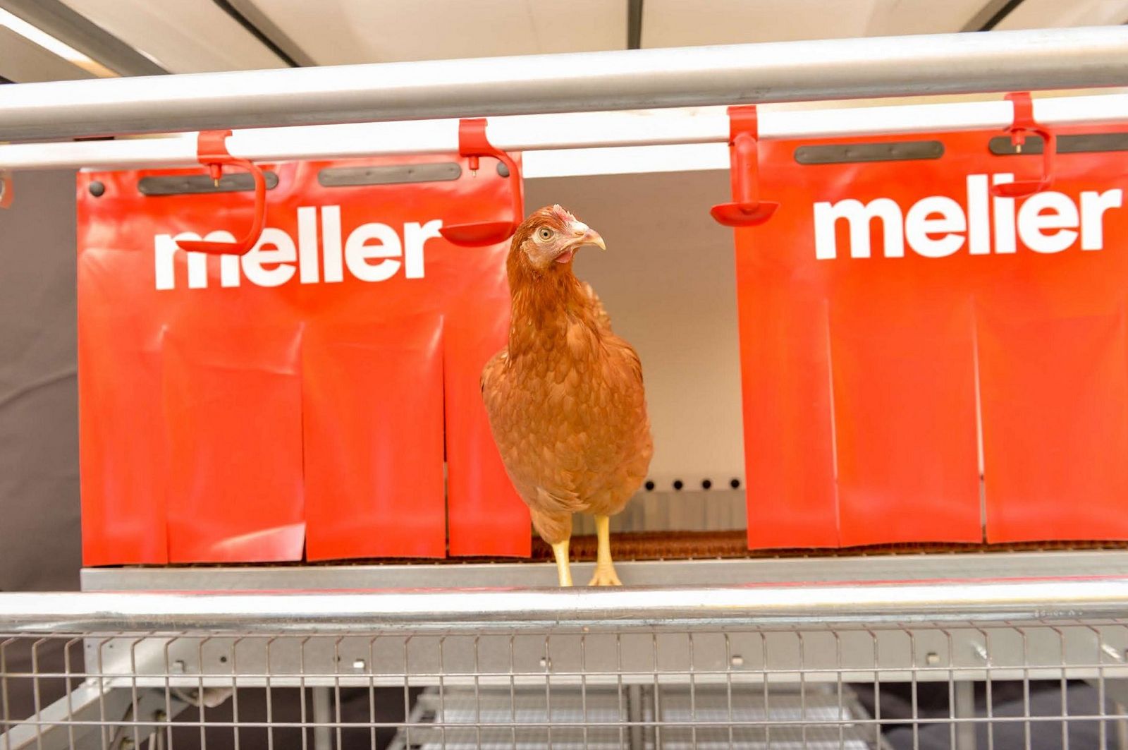 Legehennen in einer automatisierten Geflügelzuchtanlage