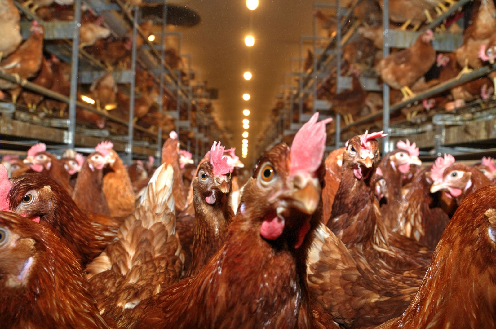 Geflügelstall mit moderner MELLER Anlagentechnik